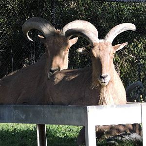 Barbary Sheep