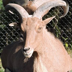 Barbary Sheep