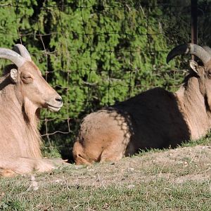 Female Barbary Shhep