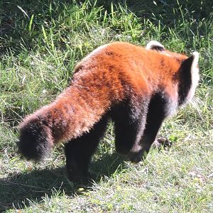 Male Red Panda - Ralphie