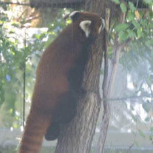Red Panda Scent Marking