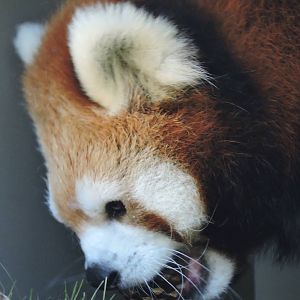 Female Red Panda - Cassie