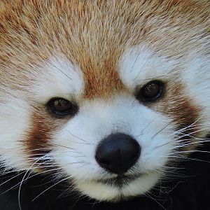 Female Red Panda - Cassie