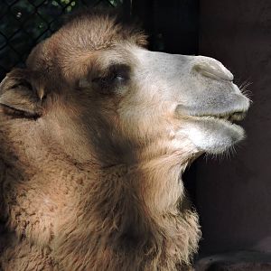 Bactrian Camel