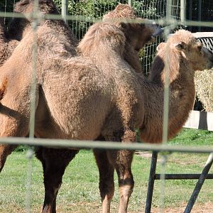 Bactrian Camels