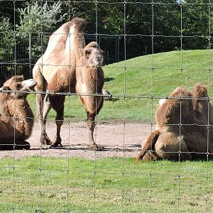 Bactrian Camels