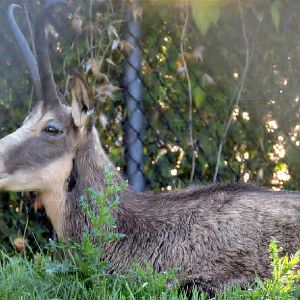 Chamois