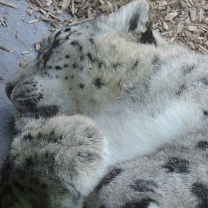 Female Snow Leopard - Tiga