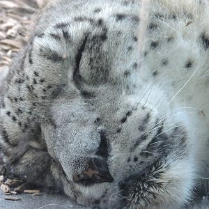 Female Snow Leopard