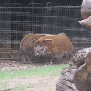 9/27/15 - Cheetah  Conservation Station - Red River Hog