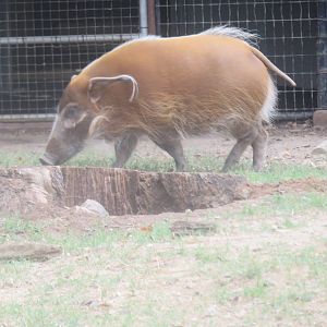 9/27/15 - Cheetah  Conservation Station - Red River Hog