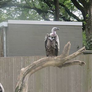 9/27/15 - Cheetah Conservation Station -  R?ppell's Griffon Vulture