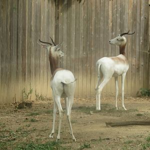 9/27/15 - Cheetah Conservation Station - Dama Gazelle
