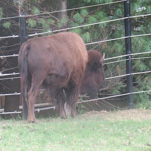 9/27/15 - American Bison