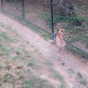 9/27/15 - Cheetah Conservation Station - Cheetah