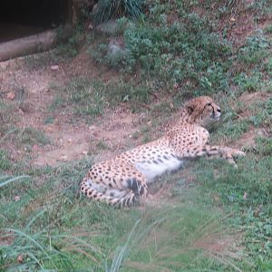 9/27/15 - Cheetah Conservation Station - Cheetah