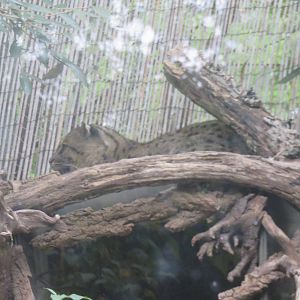 9/27/15 - Asia Trail - Fishing Cat