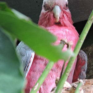 Galah - Graham
