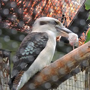 Kookaburra Feeding