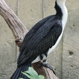 Little Pied Cormorant