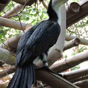 Little Pied Cormorant.