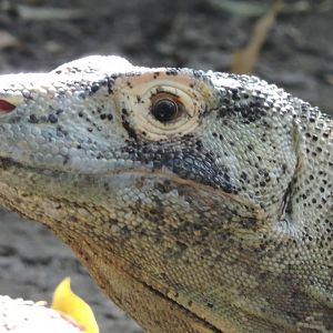 Komodo Dragon