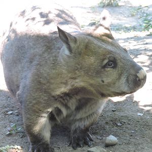Wombat