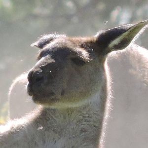 Grey Kangaroo