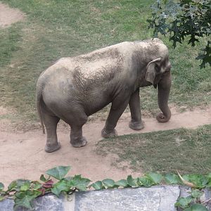 9/27/15 - Asia Trail - Asian Elephant