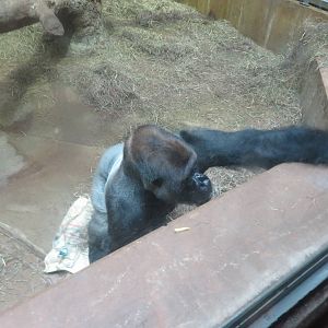 9/27/15 - Great Ape House - Western Lowland Gorilla