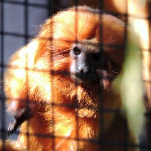 Golden Lion Tamarin