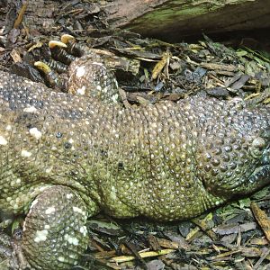 Mexican Bearded Lizard