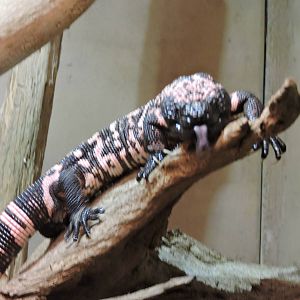Gila Monster