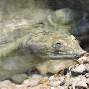Soft Shell Turtle