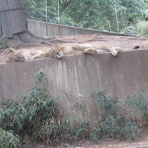 9/27/15 - Great Cats - African Lion