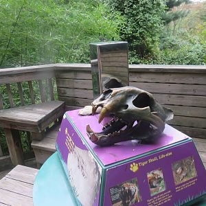 9/27/15 - Great Cats - Tiger Skull - Not Real