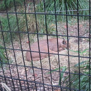 9/27/15 - Great Cats - Caracal