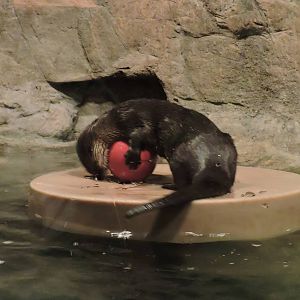 Female River Otter - Talise
