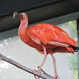 Scarlet Ibis