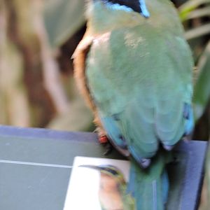 Blue Crowned Motmot