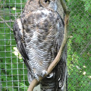 Female Great Horned Owl -Digit