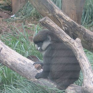 9/27/15 - Think Tank - Schmidts Red Tailed Monkey