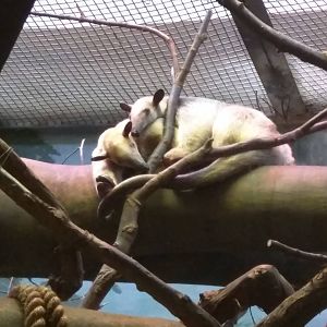9/27/15 - Small Mammal House - Southern Tamandua