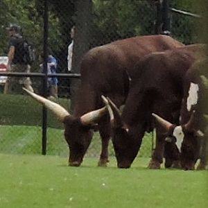 Watusi