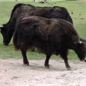 Yak