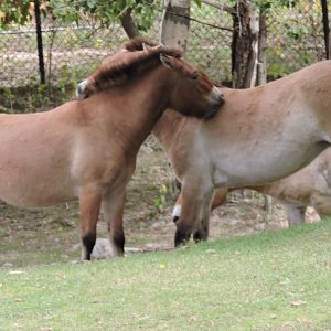 Przewalski's Horse