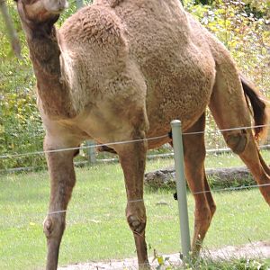 Dromedary Camel