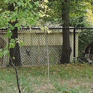 Alpaca and Miniature Donkey