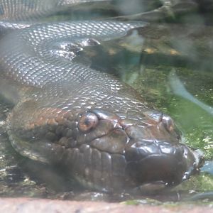 9/27/15 - Reptile Discovery Center - Green Anaconda