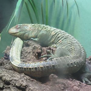 9/27/15 Reptile Discovery Center - Caiman Lizard